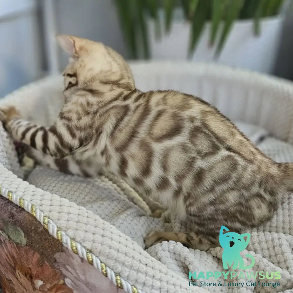 Uranus Bengal male black spotted tabby pointed - live animals
