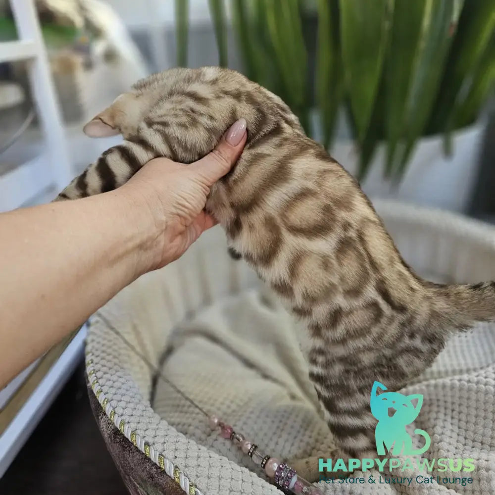 Uranus Bengal male black spotted tabby pointed - live animals