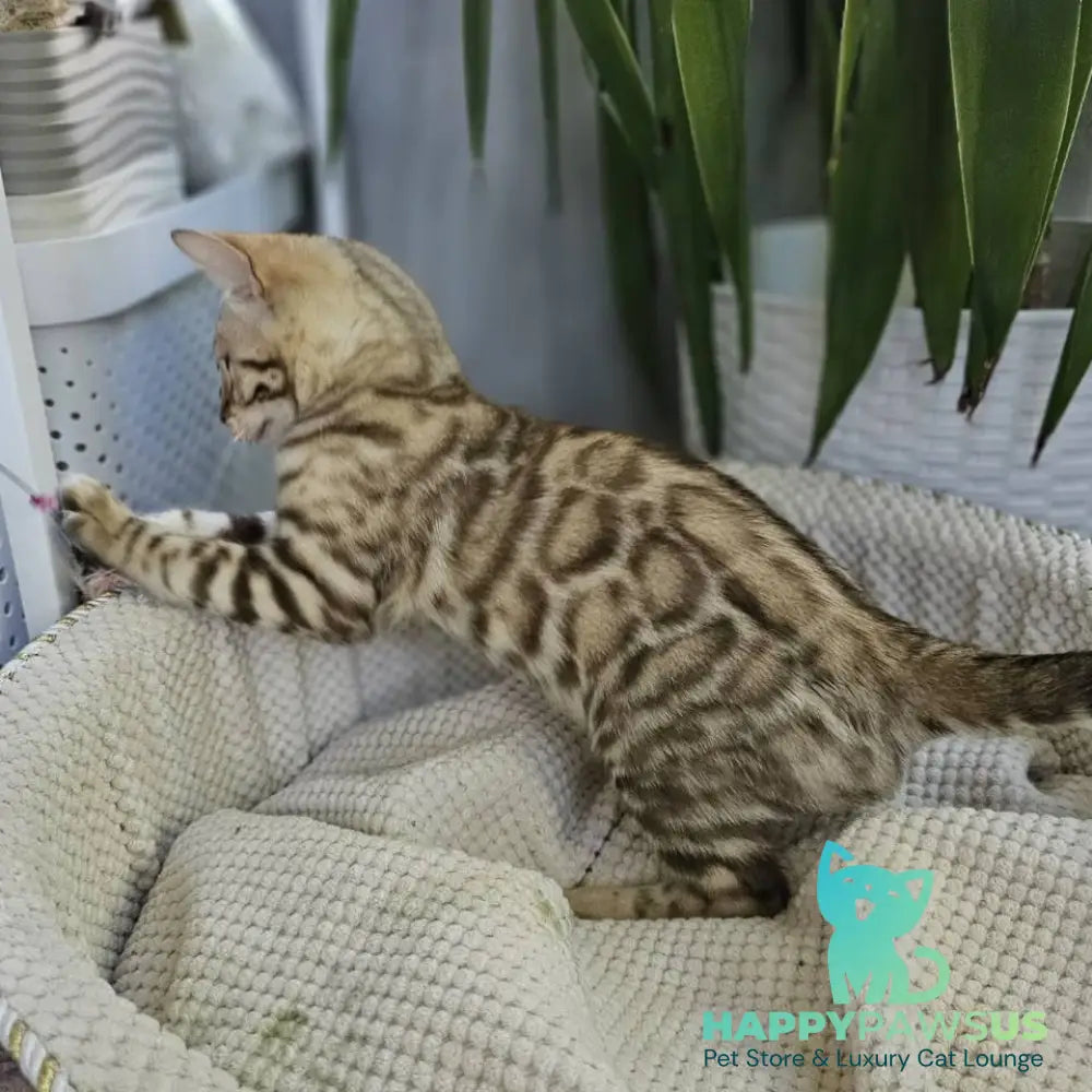 Uranus Bengal male black spotted tabby pointed - live animals