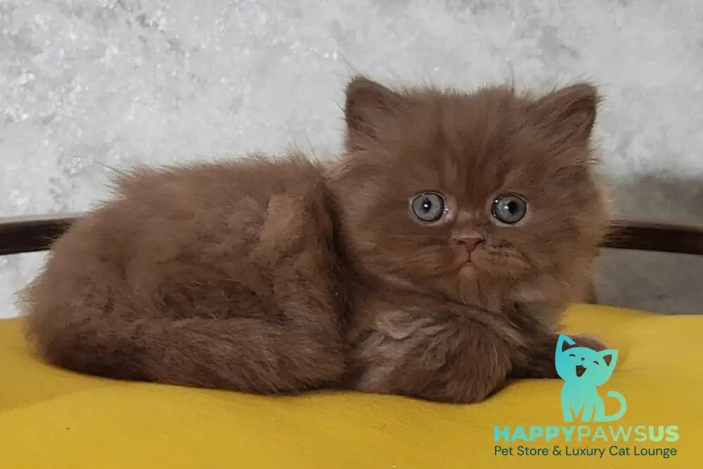 Urban British Longhair male cinnamon - live animals