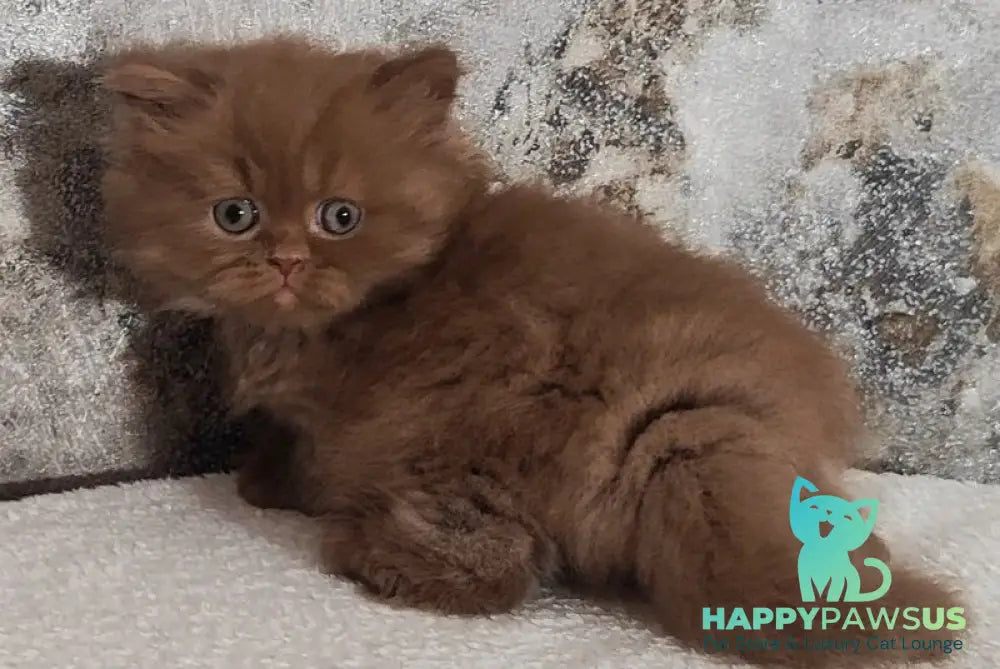 Urban British Longhair male cinnamon - live animals