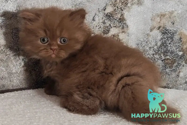 Urban British Longhair male cinnamon - live animals