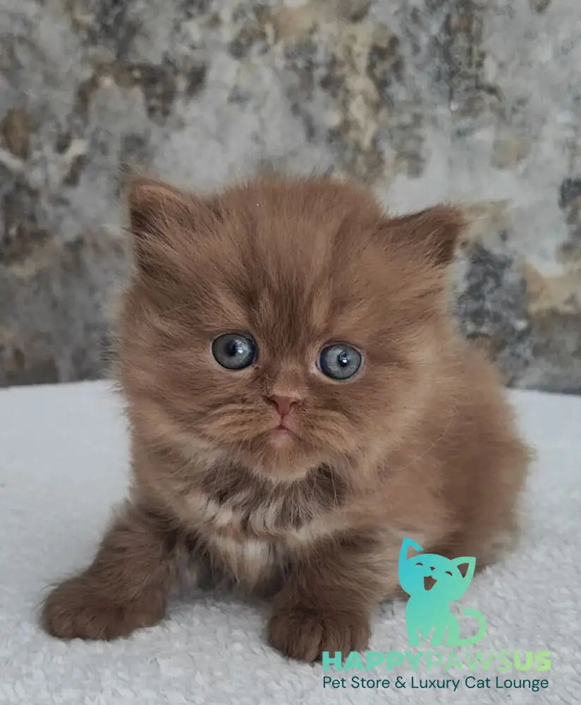 Urban British Longhair male cinnamon - live animals