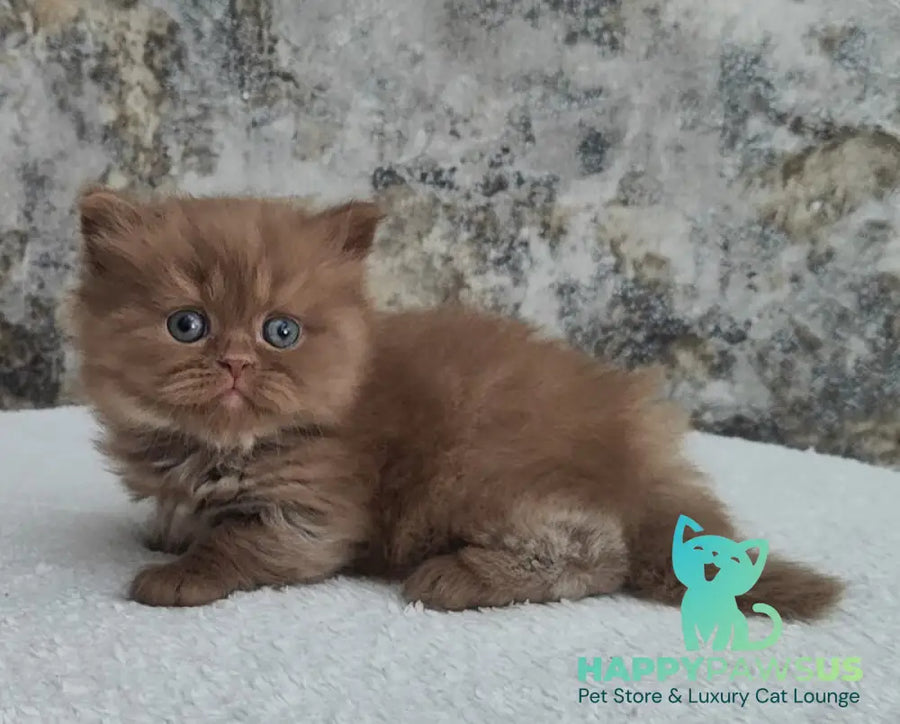 Urban British Longhair male cinnamon - live animals
