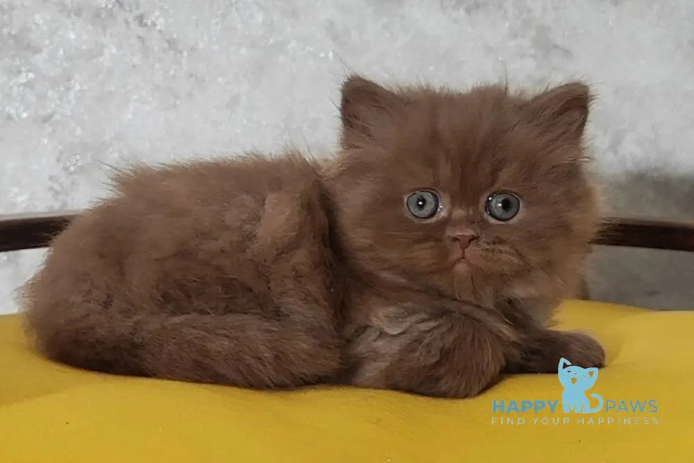 Urban British Longhair male cinnamon - live animals