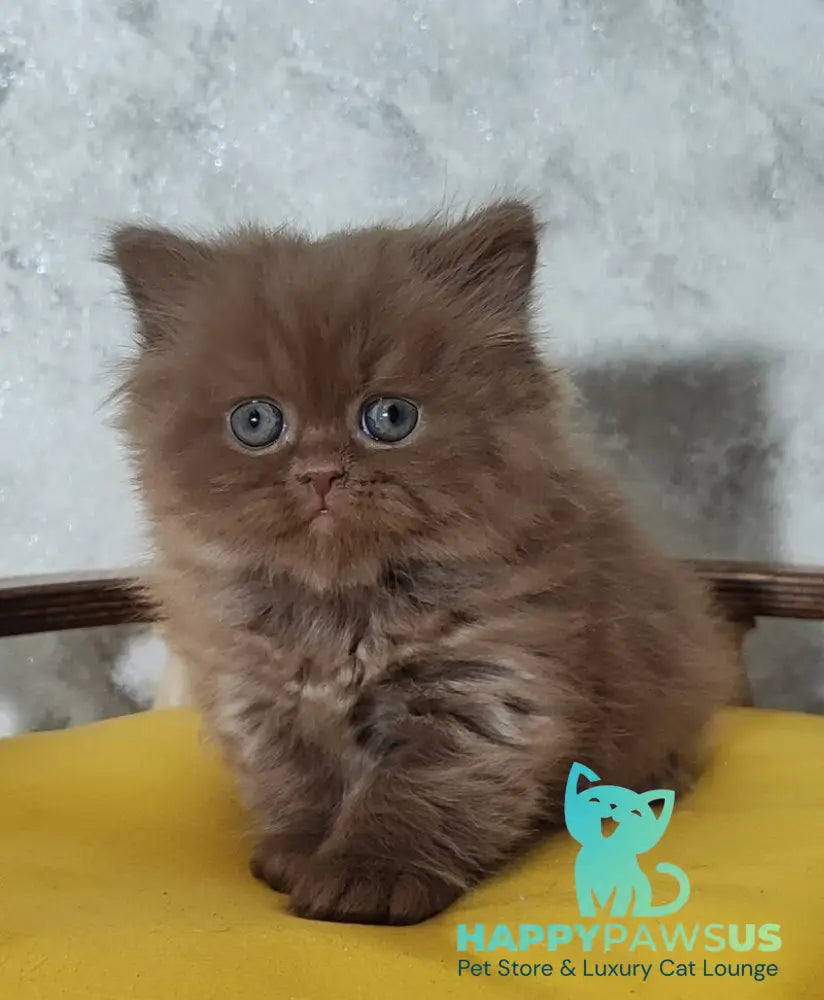 Urban British Longhair male cinnamon - live animals