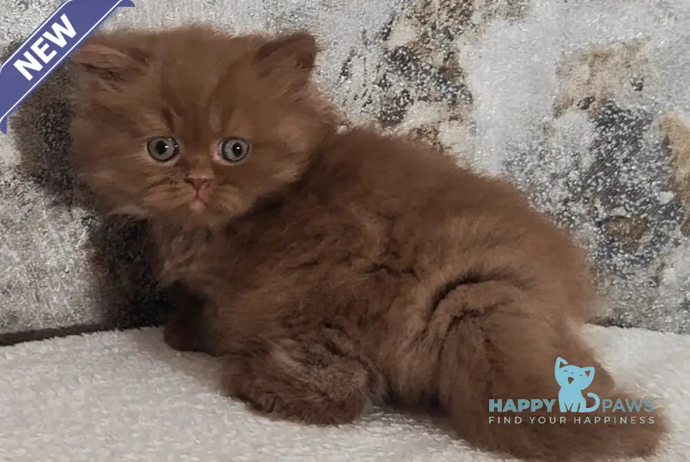 Urban British Longhair male cinnamon - live animals