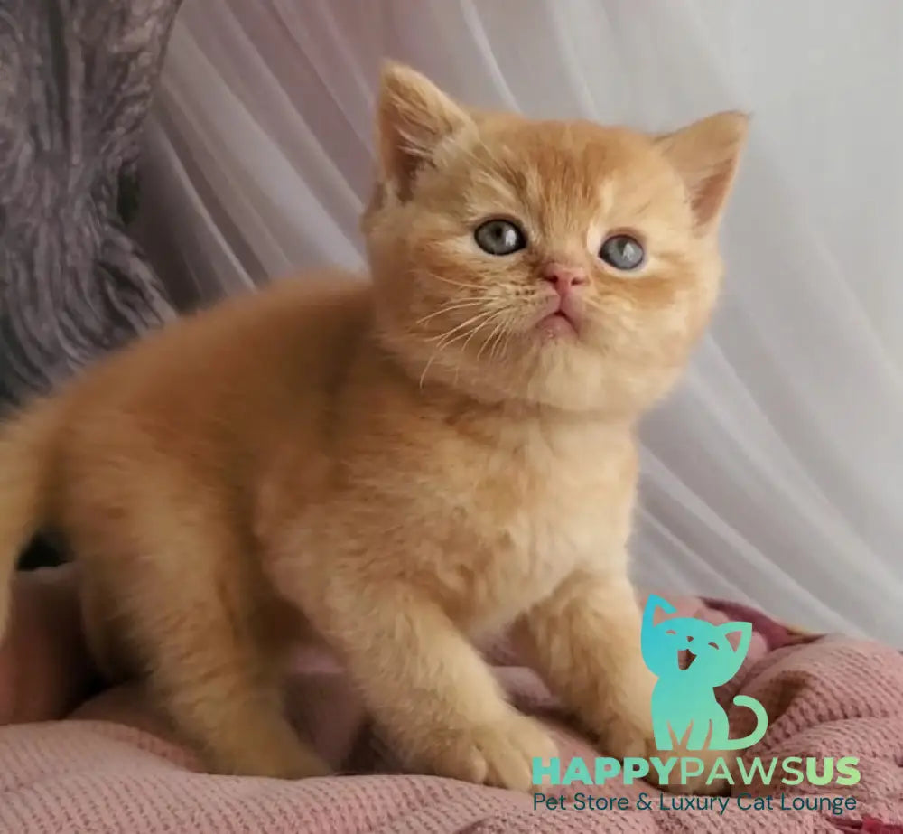 Urban British Shorthair male red - live animals