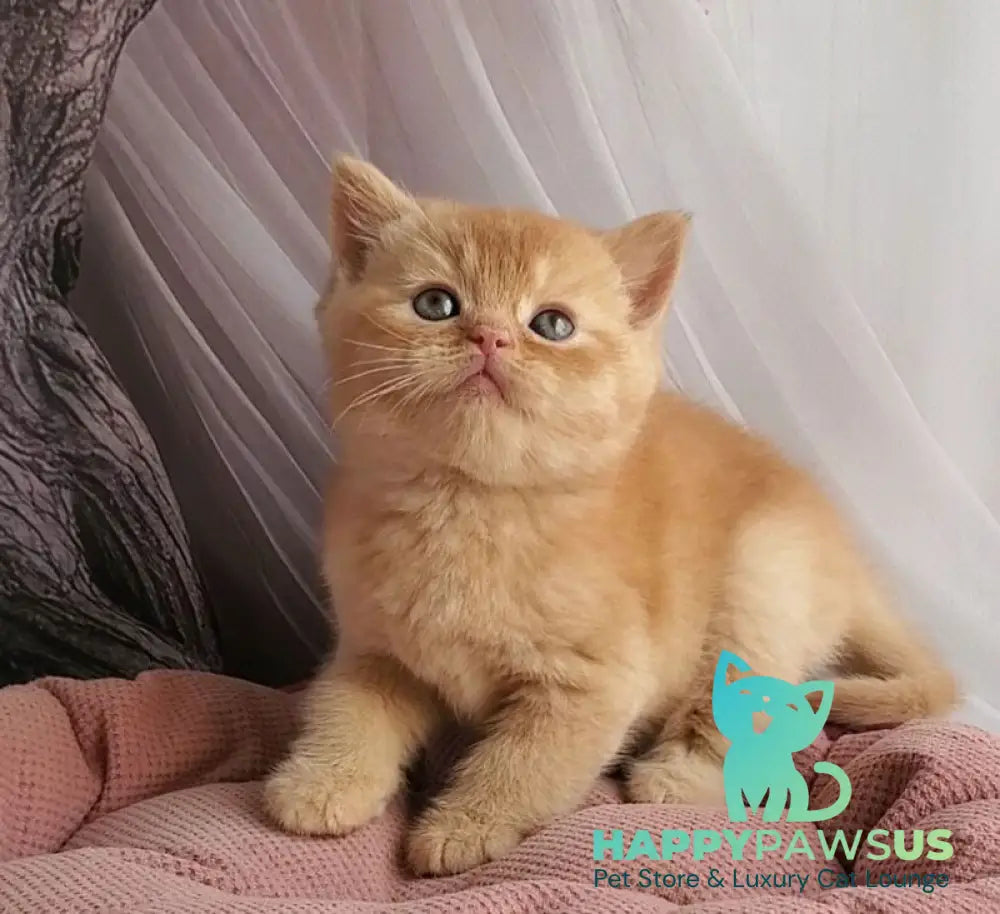 Urban British Shorthair male red - live animals