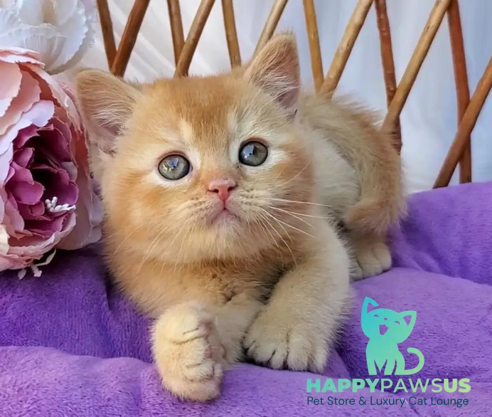 Urban British Shorthair male red - live animals