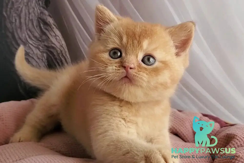 Urban British Shorthair male red - live animals