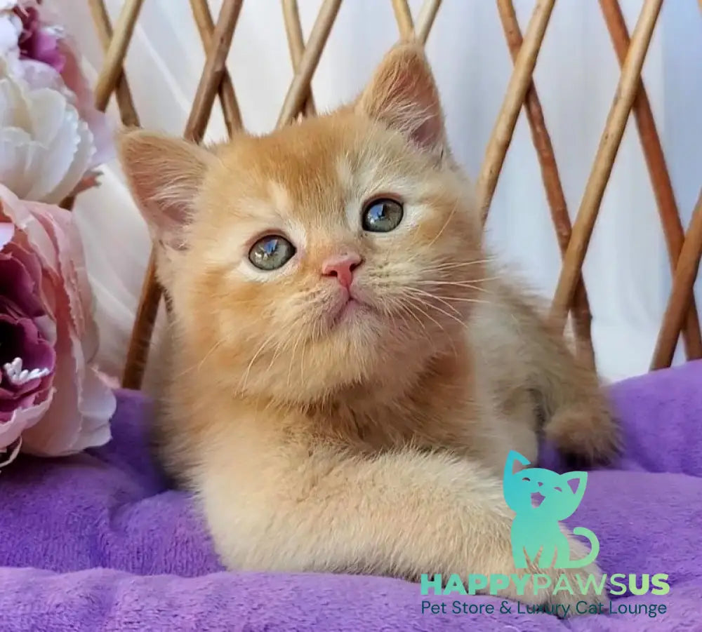 Urban British Shorthair male red - live animals