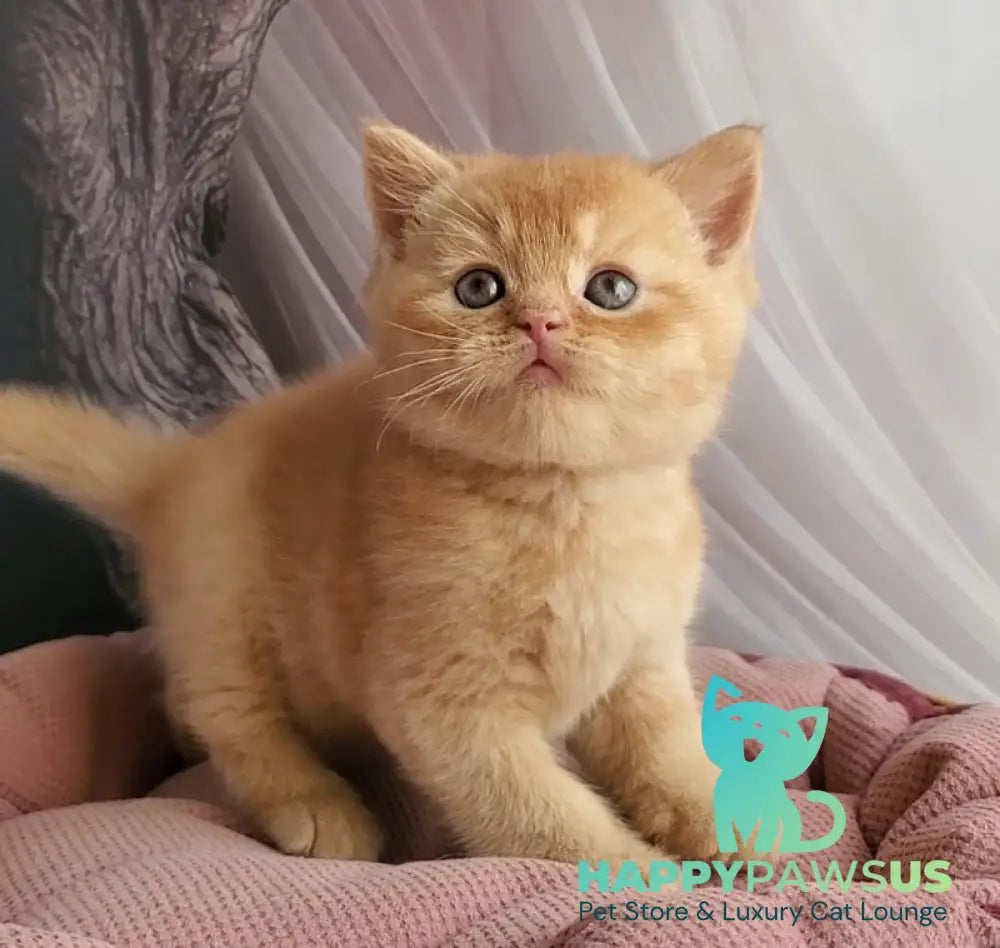 Urban British Shorthair male red - live animals