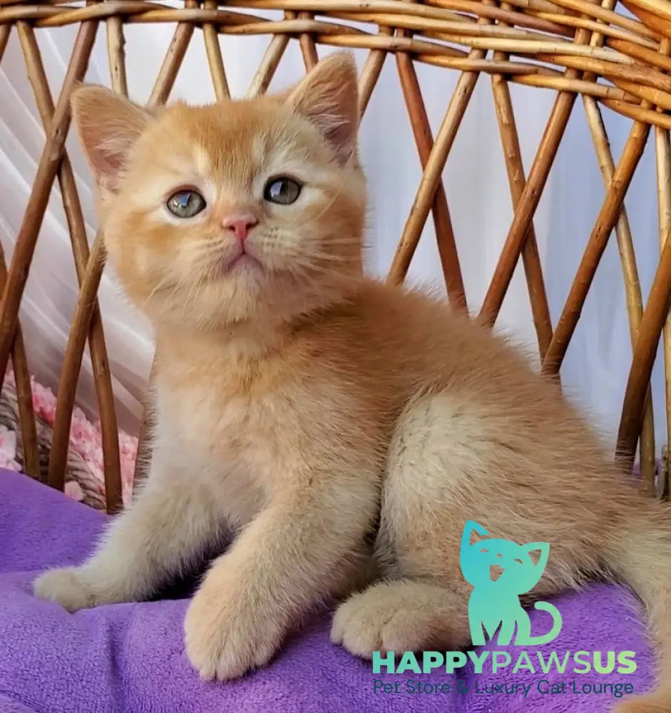 Urban British Shorthair male red - live animals