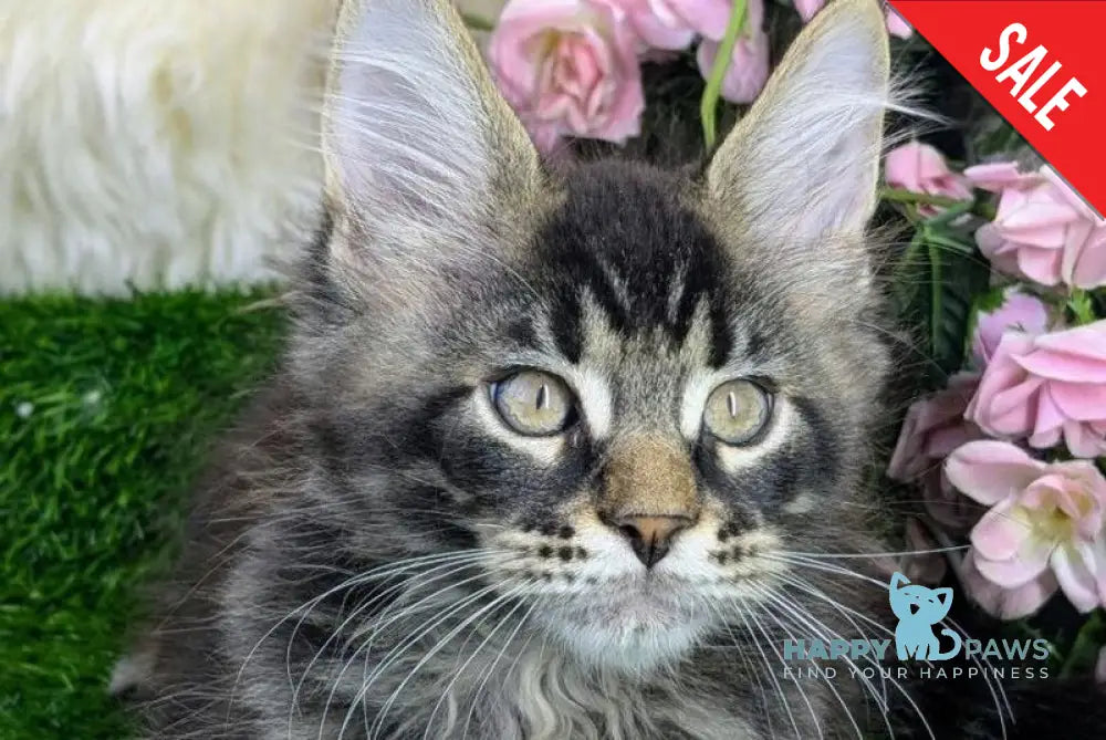 Urban Maine Coon male black tabby - live animals