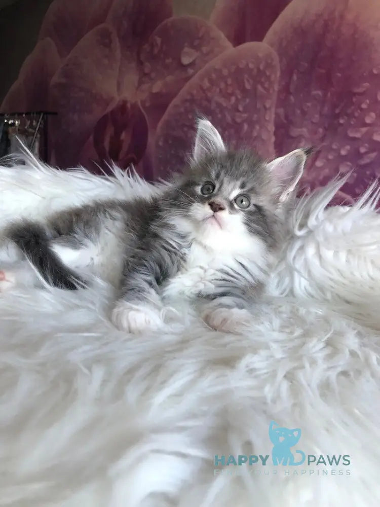 Urban Maine Coon male blue silver mitted live animals