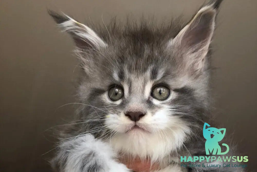 Urban Maine Coon male blue silver mitted live animals
