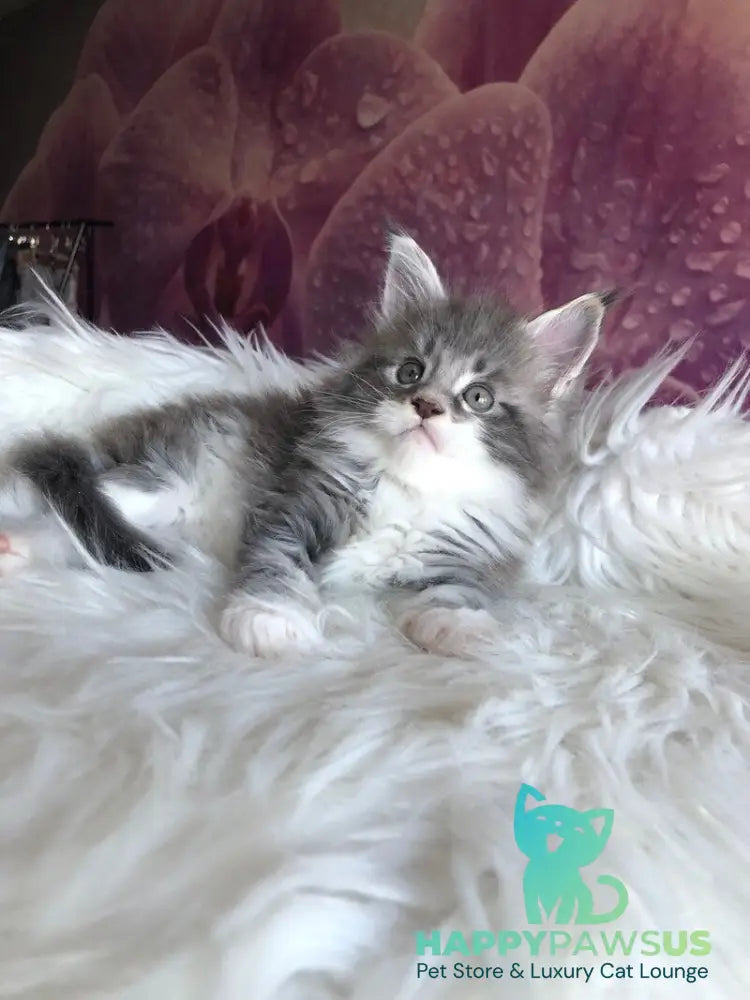 Urban Maine Coon male blue silver mitted live animals