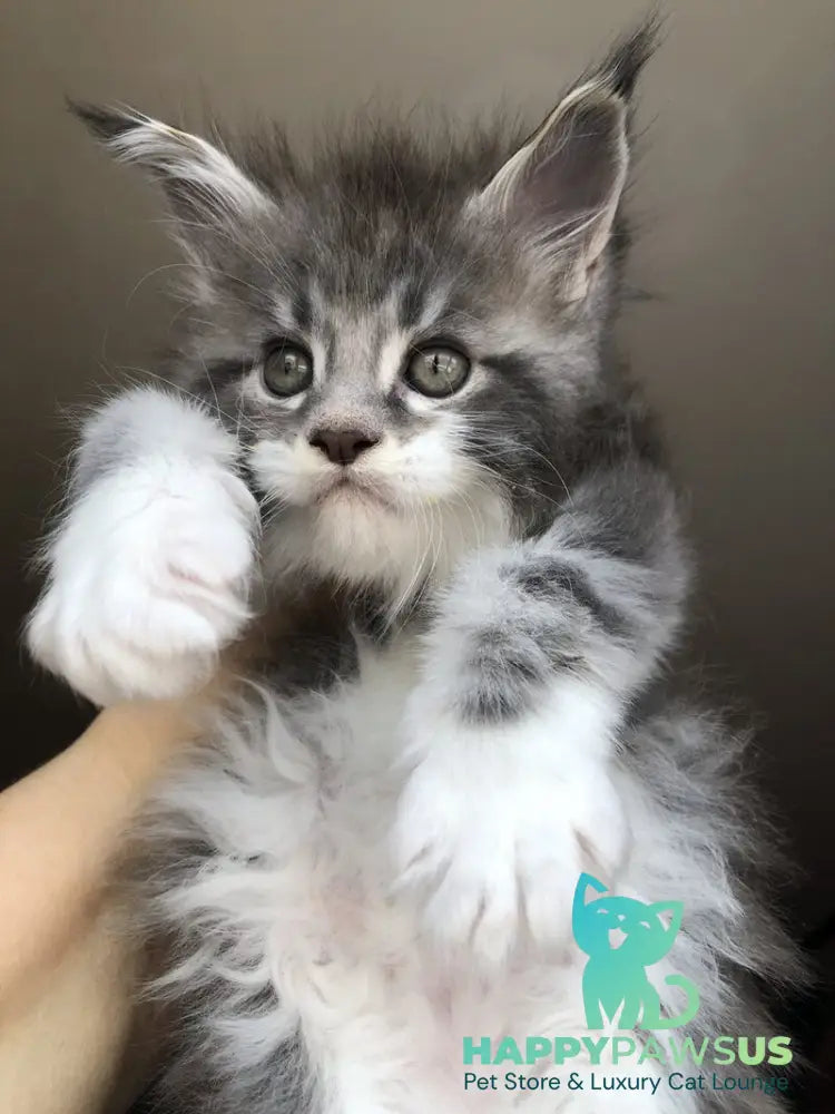 Urban Maine Coon male blue silver mitted live animals
