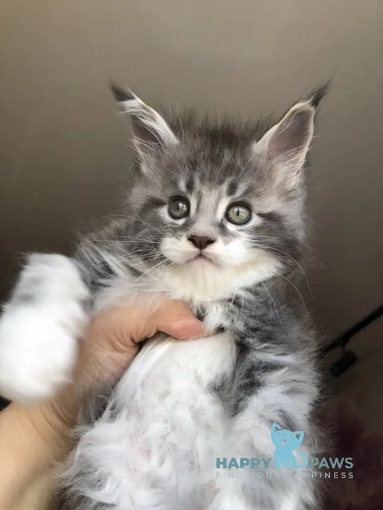 Urban Maine Coon male blue silver mitted live animals