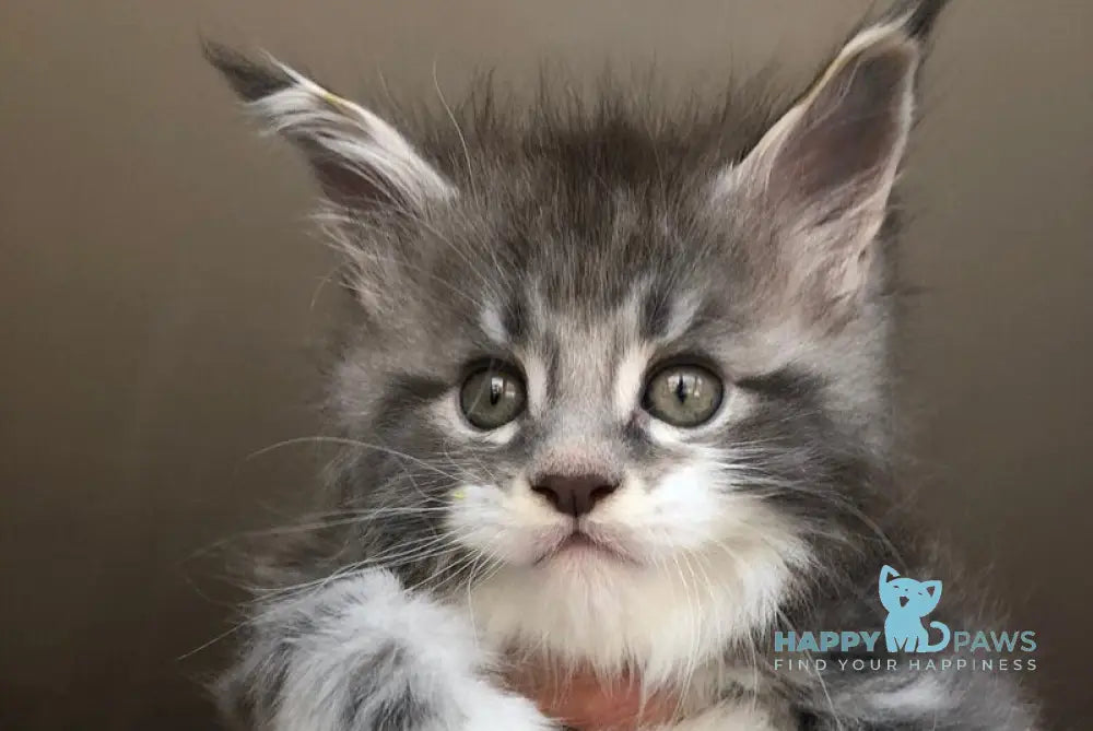 Urban Maine Coon male blue silver mitted live animals