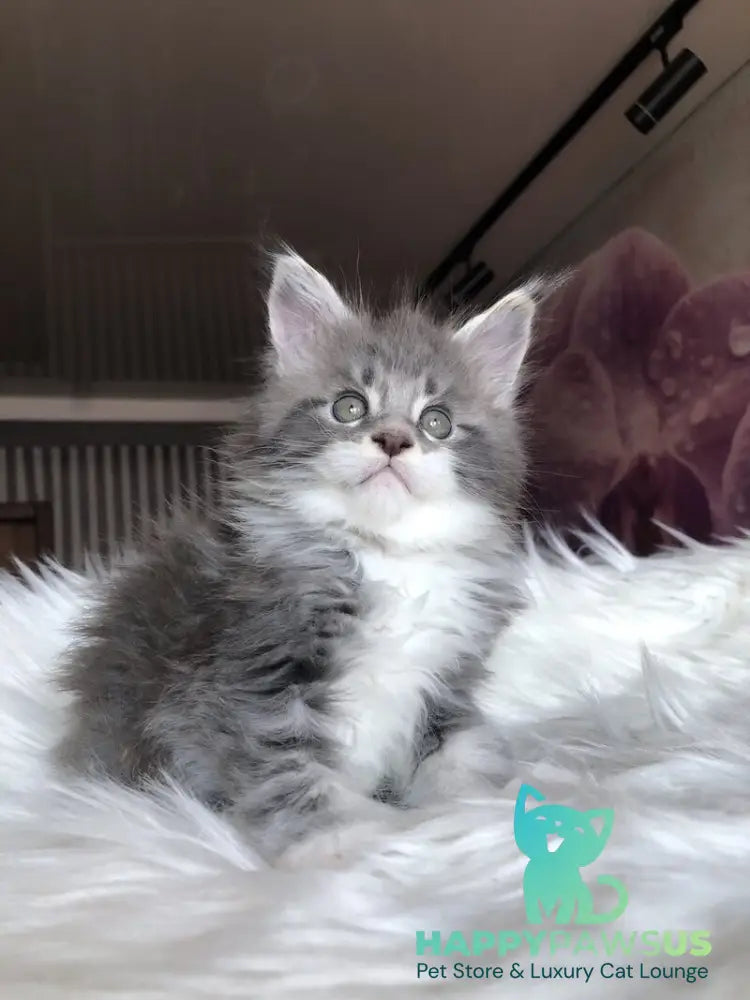 Urban Maine Coon male blue silver mitted live animals