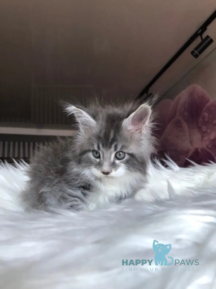 Urban Maine Coon male blue silver mitted live animals