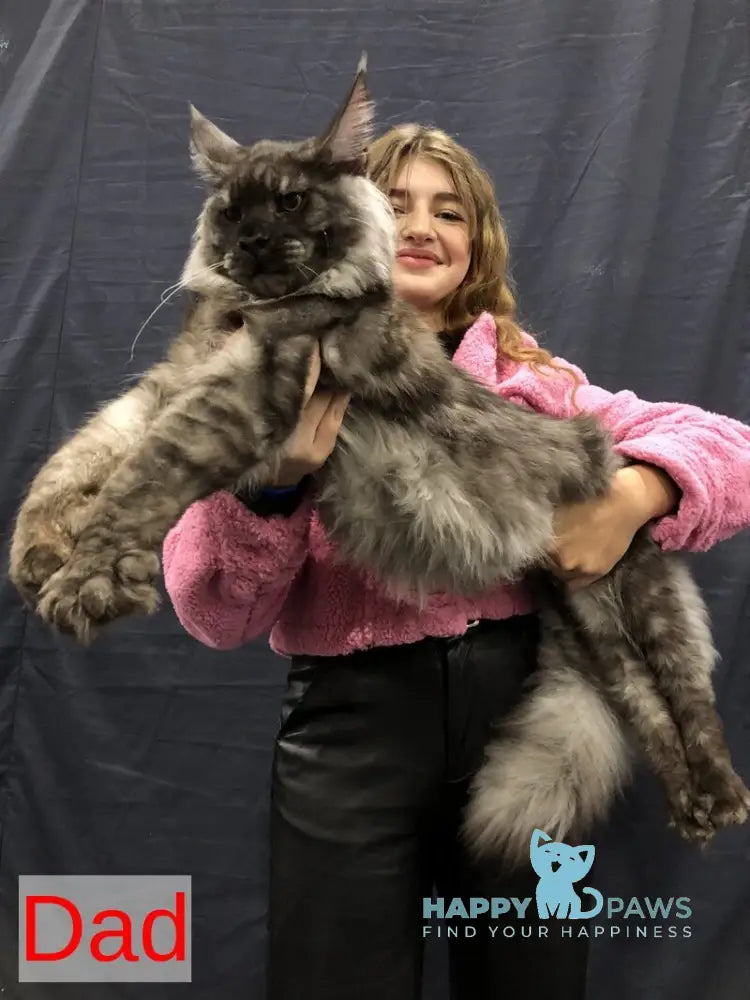 Urban Maine Coon male blue silver mitted live animals