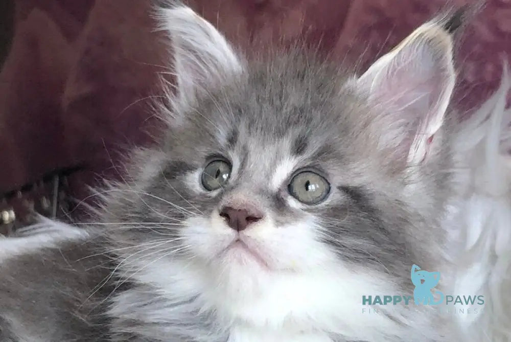 Urban Maine Coon male blue silver mitted live animals