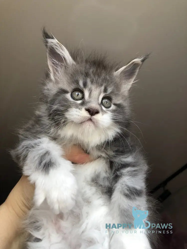 Urban Maine Coon male blue silver mitted live animals