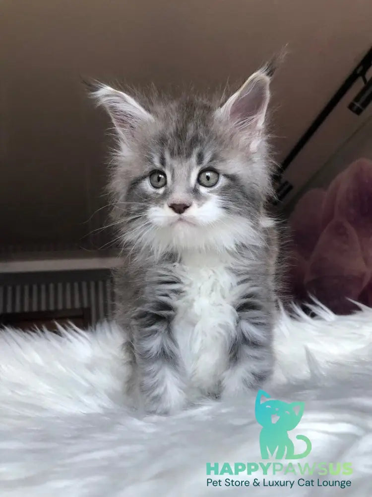 Urban Maine Coon male blue silver mitted live animals
