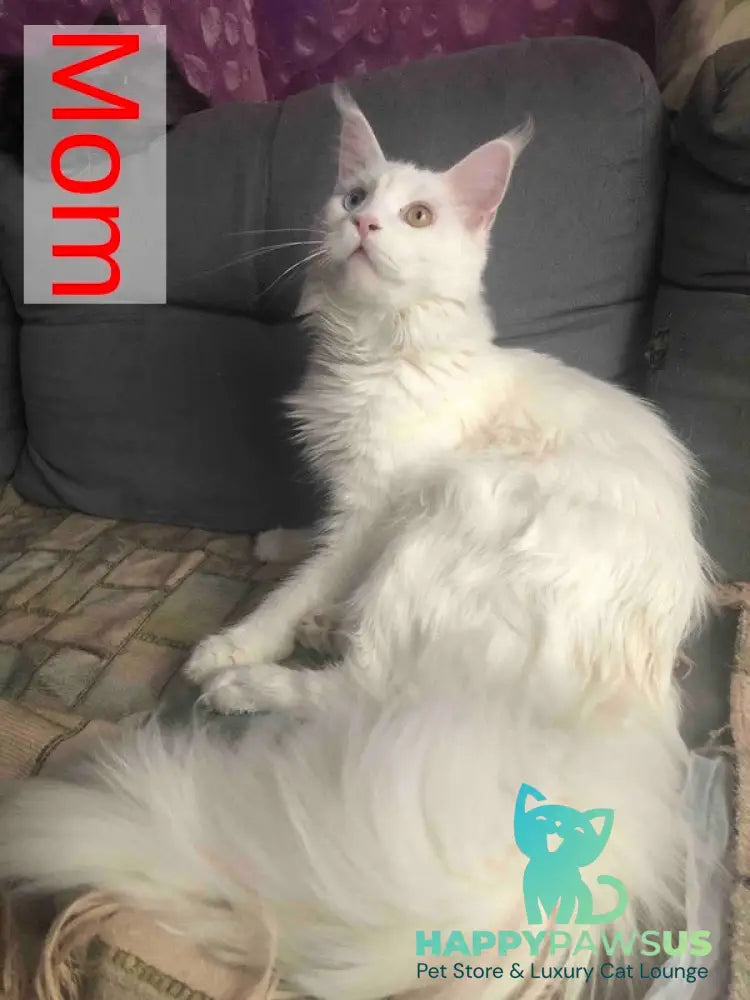 Urban Maine Coon male blue silver mitted live animals