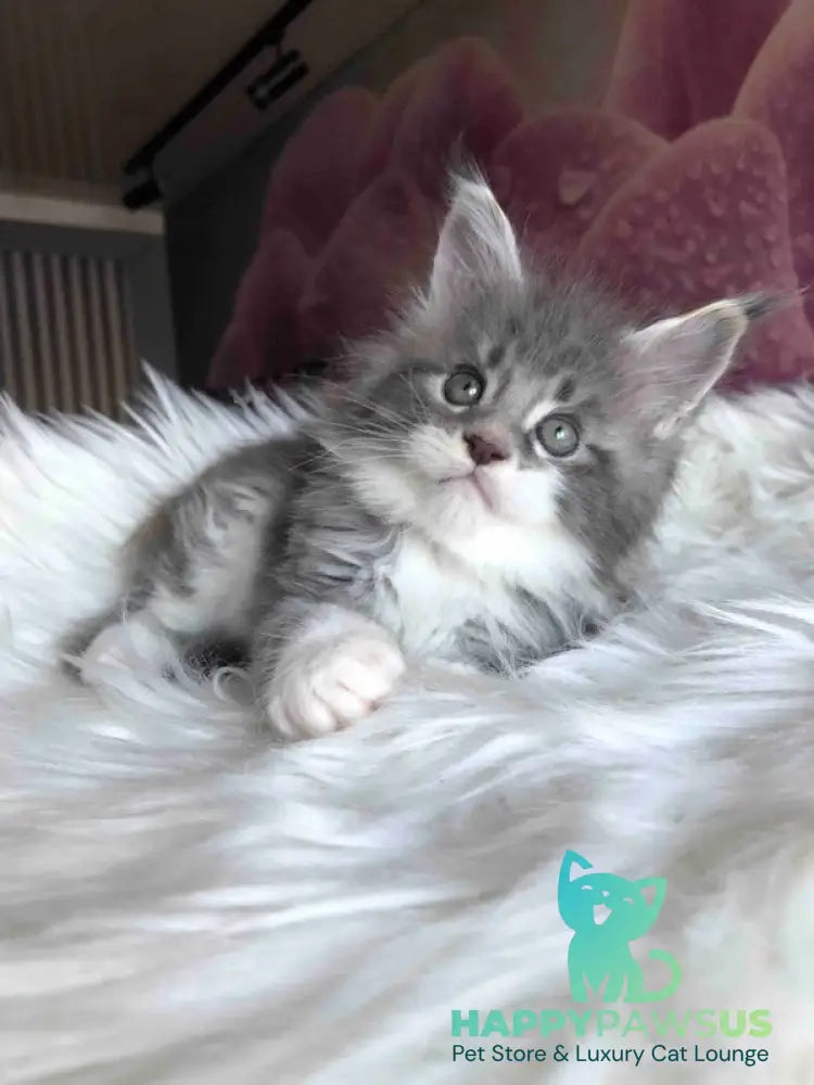 Urban Maine Coon male blue silver mitted live animals