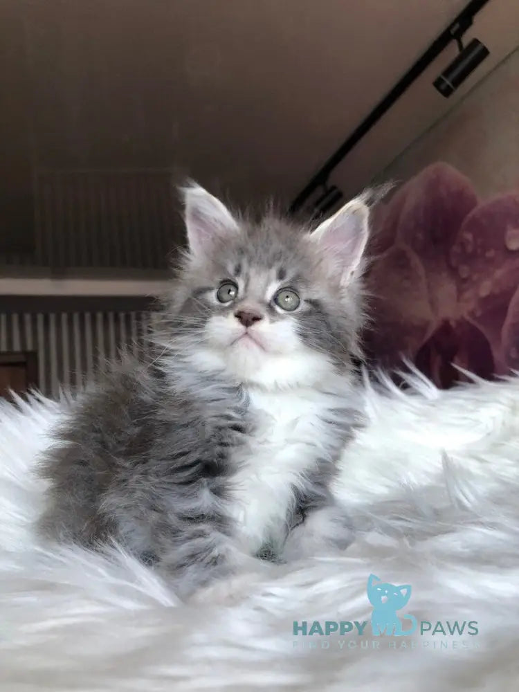 Urban Maine Coon male blue silver mitted live animals