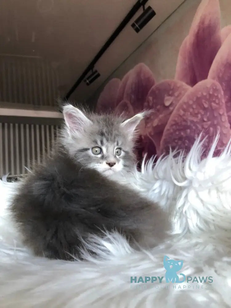 Urban Maine Coon male blue silver mitted live animals
