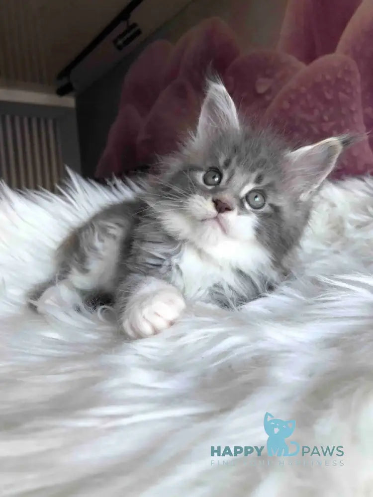 Urban Maine Coon male blue silver mitted live animals