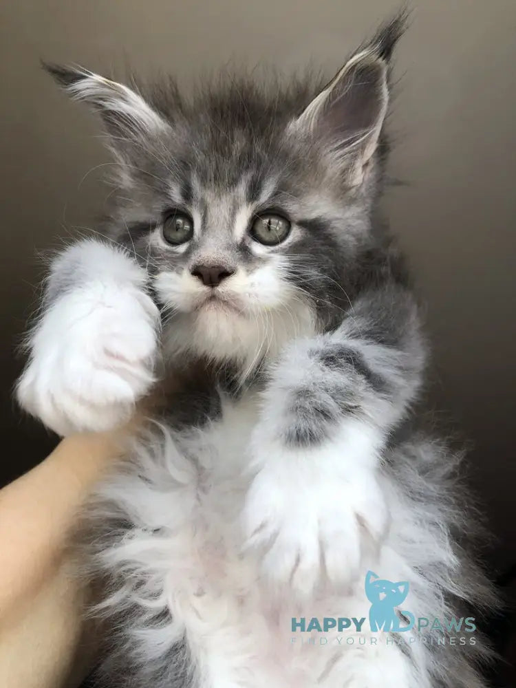 Urban Maine Coon male blue silver mitted live animals