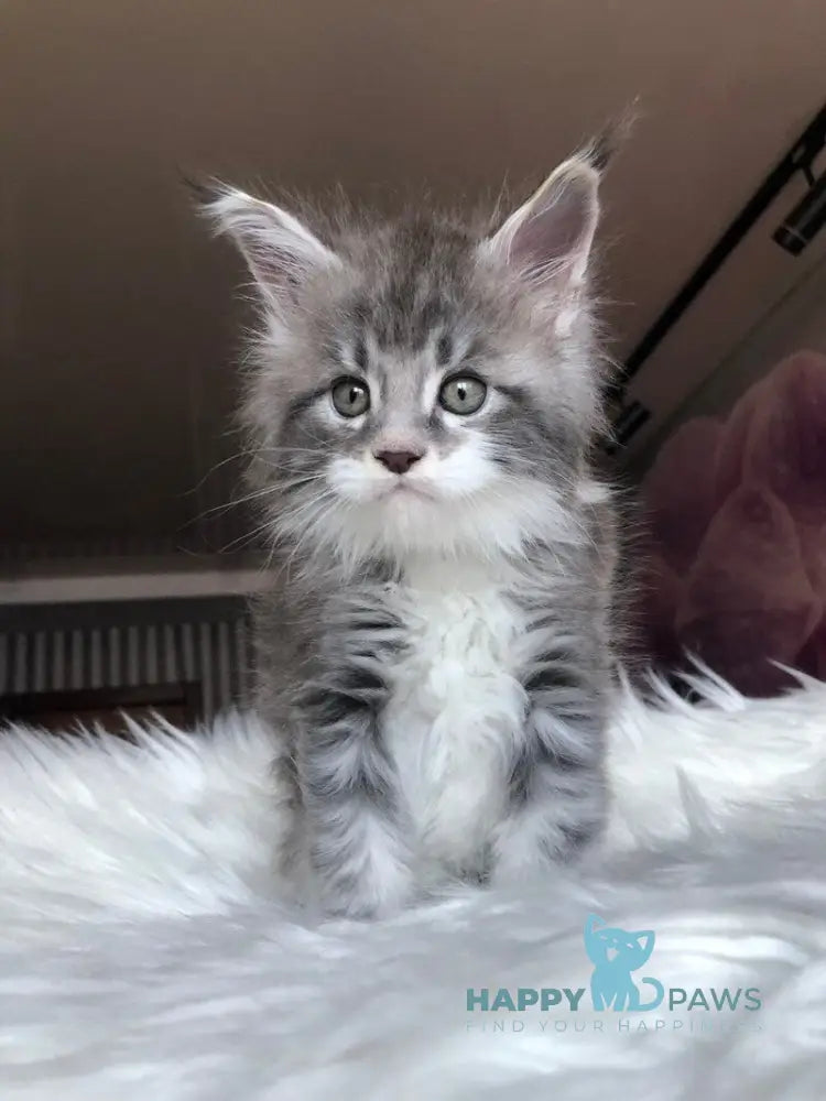 Urban Maine Coon male blue silver mitted live animals