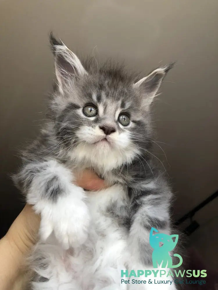 Urban Maine Coon male blue silver mitted live animals