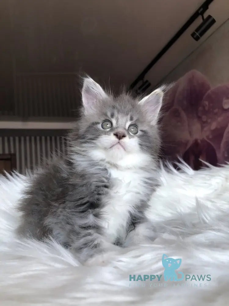 Urban Maine Coon male blue silver mitted live animals