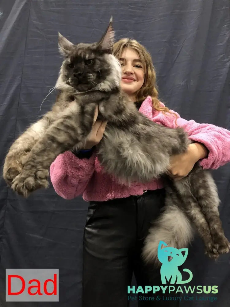 Urban Maine Coon male blue silver mitted live animals