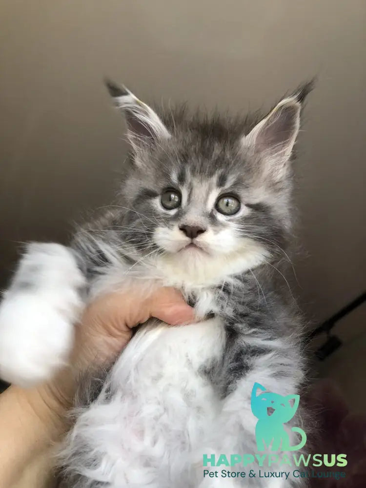 Urban Maine Coon male blue silver mitted live animals