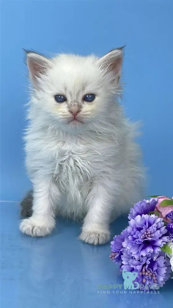 Urban Siberian male blue lynx pointed live animals