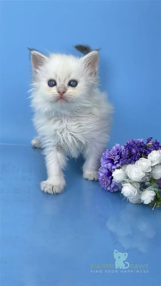 Urban Siberian male blue lynx pointed live animals