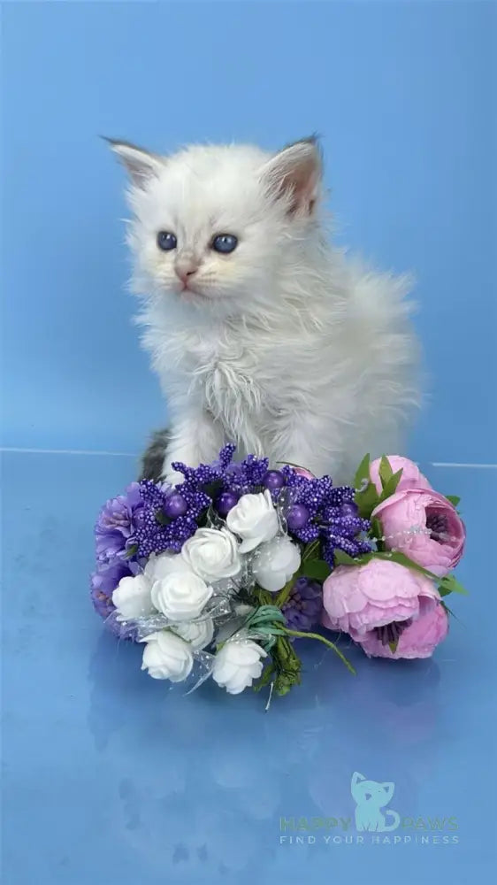 Urban Siberian male blue lynx pointed live animals