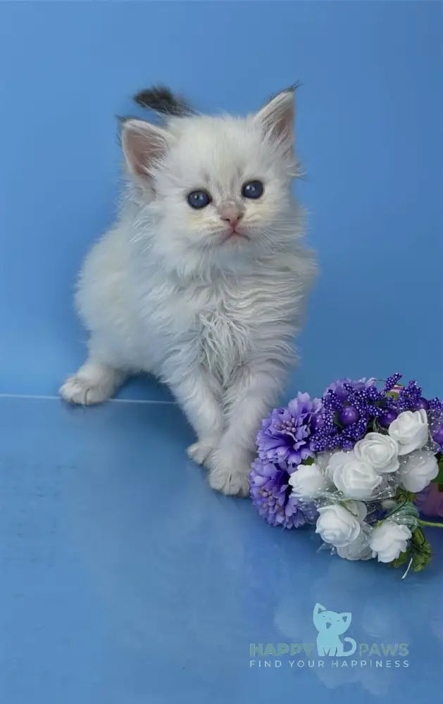 Urban Siberian male blue lynx pointed live animals