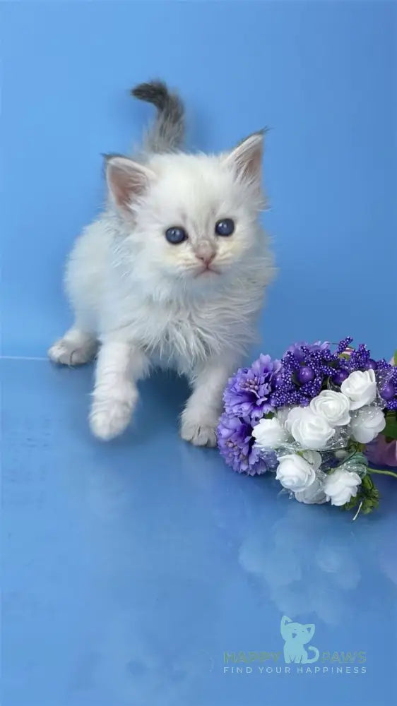 Urban Siberian male blue lynx pointed live animals