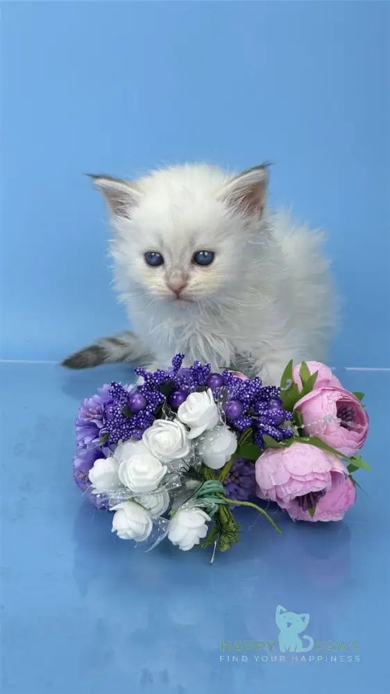 Urban Siberian male blue lynx pointed live animals