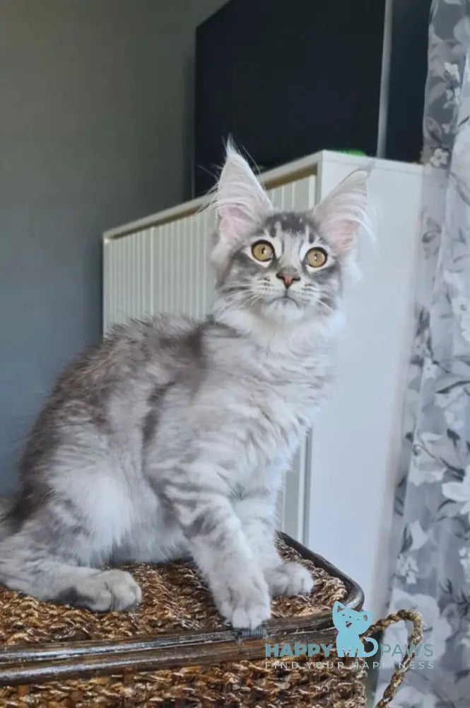 Urbech Maine Coon male black silver ticked tabby live animals