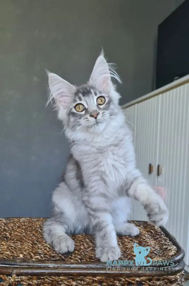 Urbech Maine Coon male black silver ticked tabby live animals
